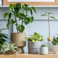 Prirodni saveznici u domu: Sobne biljke koje pomažu u uklanjanju vlage i buđi