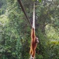 Ogroman korak za zaštitu prirode: Orangutan prvi put koristio viseći most iznad puta (VIDEO)