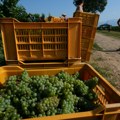 Ranija berba grožđa u Šumadiji: Visoke temperature ubrzale sazrevanje