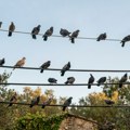 Zašto ptice mogu da stoje na dalekovodima, a da ih pritom struja ne "udari"? Misterija koju svakodnevno gledamo ima…
