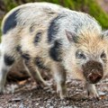 Snimak praseta sa vojvođanskog salaša zapalio mreže: Kad vidite njegovu njušku, biće vam jasno