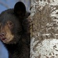 Полиција у Вашингтону после више сати ухватила медведа у дворишту куће