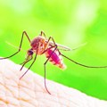Profesor iz novog sada otkriva neobično oružje protiv komaraca: Tvrdi da većina ljudi to ima u svom domu i navodi da su za…