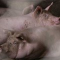 Afrička kuga svinja potvrđena na teritoriji 48 opština u Srbiji: Najavljena novčana pomoć gazdinstvima za naknadu štete