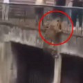 Drama u zoo vrtu: Jaguar u 3 poteza došao do zida ograđenog prostora, nastala panika, posetioci počeli da vrište od straha…