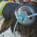 Životinje: Zagrebački vatrogasci nabavili maske za kiseonik za pse i mačke, kako ljubimce sačuvati od požara