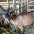 Grčka testira hiljade koza i ovaca na kozju kugu nakon izbijanja infekcije