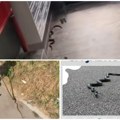 Zmije opsedaju Kragujevac, uvlače se i u zgrade! Građani u panici, a iz zoohigijene poručuju: Ne zovite nas zbog zmija, evo…