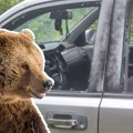 Pogledajte šta je ostalo od automobila koji je medved gađao kamenom: Nikola i Veljko su u šoku!