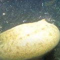 Spustio kameru na 150 metara dubine i ugledao prizor koji ledi krv u žilama (video)