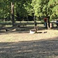 I prostor za pse u Čairu dobiće novi izgled po meri vlasnika ljubimaca