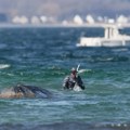 Spasavanje nasukanog kita Timija u Baltiku, uskoro kreće operacija „Jastuk“ (FOTO)