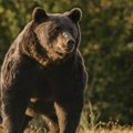Опсада у Зети! Трагају за медеведом, упућен апел становницима овог подручја