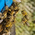 Pčele napravile haos u ovom gradu u Srbiji Košnice pale s kamiona, poleteli rojevi Dvadeset osoba završilo u bolnici, među…