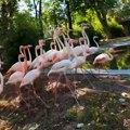 90 godina istorije, ljubavi prema životinjama i najlepših uspomena iz detinjstva: Beogradski zoološki vrt na Petrovdan slavi…