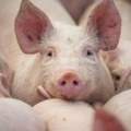Sve nadležne službe u punoj koordinaciji: U Obrenovcu vanredno stanje zbog svinjske kuge