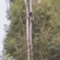 "Trebalo bi da se stidimo": Snimak na kom koale padaju sa visokog drveća koje ljudi seku šokirao svet: Mnoge na mesto ostale…