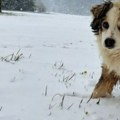 Zablela se Golija usred maja: Sneg iznenadio meštane i ukrasio krovove, a fotografije su nestvarne