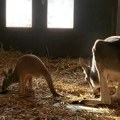 Kako zapravo izgleda unutrašnjost kengurove torbe "Mislio sam da je to topla, krznena torbica"