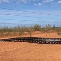 (Video)(foto) Strašno i na fotki! Gigantski piton u Australiji, pravo čudovište! Piton preprečio bukvalno ceo put