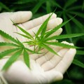 Tramp ublažava restrikcije za marihuanu kao zamenu za opoidne analgetike