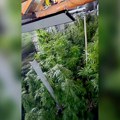 Detalji policijske akcije u Barajevu! Zaplenjeno 10 kg i još 80 saksija marihuane: Razotkrivena prava laboratorija droge…