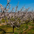 Kajsije procvetale prerano, voćari se nadaju da neće biti mraza