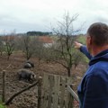 Afrička kuga svinja se širi: Eutanazija i zabrana kretanja u pogođenim zonama, u ovim mestima uvedene stroge mere