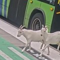 (Video) Kad koze reše da putuju: Ušle u gradski autobus, pa nastavile do tržnog centra; krenule u nepoznato, a završile u…
