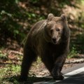 Žena na Aljasci sprejem oterala medveda nakon napada na popularnoj stazi