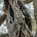 FOTO: Stablo masline staro 2.248 godina