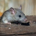Kao lik iz filma "Ratatuj": Miš snimljen kako svake noći rasprema nered u radionici