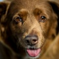 Ginisova knjiga rekorda: Titula najstarijeg psa na svetu dovedena u pitanje