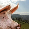 Tovljenje svinja putem mobilne aplikacije je sada moguće i u Srbiji: Ovo su svi detalji koji su vam potrebni