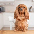 Koje namirnice su zabranjene za pse: Mogu biti jako opasne
