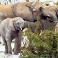 Sud u Koloradu odbio zahtev za oslobađanje slonova iz zoološkog vrta