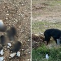 Jeziv prizor iz Loznice: Monstrum spakovao štence u džak i vezao ženki za glavu, majka ih vukla kilometrima