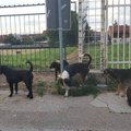 Čopor pasa ispred leskovačkih škola svakodnevna slika – pojedini agresivni i nasrću na decu