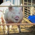 Evropski viškovi prazne srpske obore: Farmeri u minusu, dok je roba u rafovima i dalje skupa