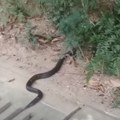 (Video) Srbin oči u oči sa kobrom! Dušan usred višemilionskog grada naleteo na najotrovniju zmiju, a onda je usledio potpuni…