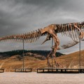 Tiranosaurus reks prodat za rekordnih 50 miliona dolara: Najskuplji fosil dinosaurusa u istoriji aukcija