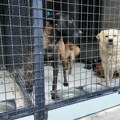 Od ulice do bezbednog povratka, Prihvatilište za pse i mačke ostvaruje značajne rezultate