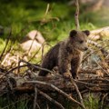 Crna Gora: Mladunče medveda ostavljeno ispred prihvatilišta koje ne ispunjava uslove