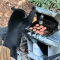 (VIDEO) Medvedi im došli na roštilj, pa pojeli sve hamburgere, jedan se poslužio i sokićem