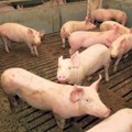 Nađ: Opasnost od ulaska svinjske kuge u južnu Mađarsku iz Hrvatske raste