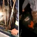 Napad na čuvare NP Skadarsko jezero, jednog pokušali da ubodu ostima