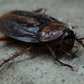 Моћна бубашваба све моћнија: Инсектициди јој скоро ништа не могу, потпуно се адаптирала животу с људима