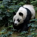 Raste broj džinovskih pandi u Kini