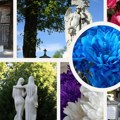 Govor cveća: Margareta - simbol čistoće i nevinosti, ponovnog rođenja i večnog života