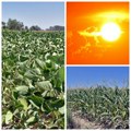 Usevi zasad odolevaju afričkoj temperaturi, ali neće moći dugo da izdrže Paklena vrućina najopasnija po soju i kukuruz